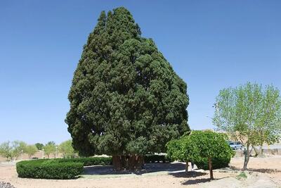 قدیمی‌ ترین درخت ایران کجاست؟