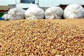 چقدر خوراک دام در کشور تولید می شود؟
