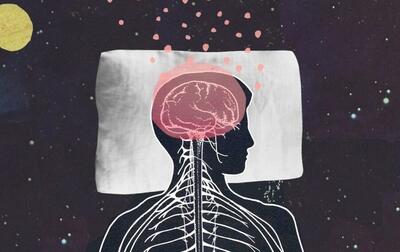 پژوهش جدید: قسمتی از مغز در هنگام بیداری چرت می‌زند و وقتی خوابیم بیدار می‌شود