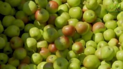 (ویدئو) چگونه میلیون ها سیب سبز برداشت، پردازش و فؤاوری می شوند؟
