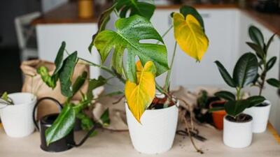 ۵ ترفند جلوگیری از زرد شدن گیاهان آپارتمانی؛ نکاتی که نمی دونستی!