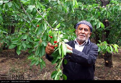 تولید افزون بر۱۱۴ هزار تن محصولات باغی در کردستان