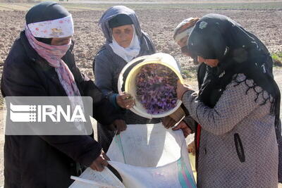 ۴۲۰ زن روستایی در البرز به عضویت صندوق های اعتبارات درآمدند