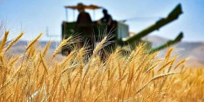 وزیر کشاورزی از پرداخت فوری طلب گندم کاران خبر داد