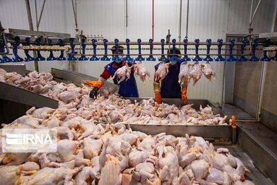 معاون وزیر جهاد کشاورزی: حدود ۱۳ هزار تن گوشت مرغ در سال جاری صادر کرده‌ایم