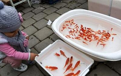 عکس | دلسوزی عجیب و مرگبار کودک ایرانی برای خُنَک شدن ماهی قرمز