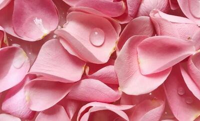 10 مزایای استفاده از گلاب در فصل تابستان که باید بدانید!