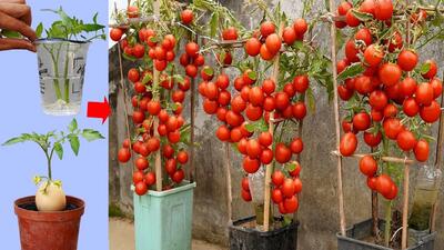 کشاورزی خلاقانه؛ چطور تو سطل گوجه فرنگی بکاریم که پر بار بشه؟ یه روش عالی واسه آبیاری