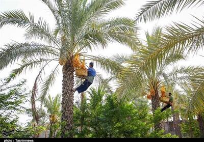 برداشت محصول خارک و رطب از نخیلات استان بوشهر- عکس صفحه استان تسنیم | Tasnim