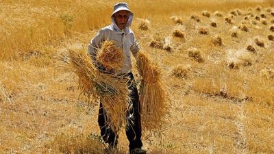 گندمکاران اسدآبادی چشم انتظار مطالباتی که بار هزینه‌ها را کم کند