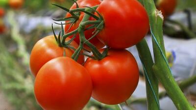 ارزآوری صادرات رب گوجه‌فرنگی به ۱۴۴ میلیون دلار رسید