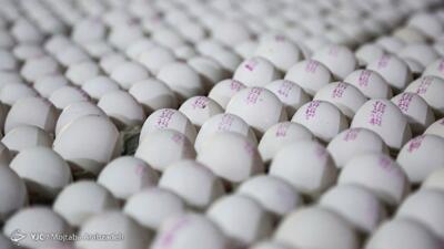 صادرات تخم مرغ به ۵۰ هزار تن رسید