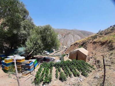 ساوجبلاغ رتبه اول تولید عسل در استان البرز را دارد