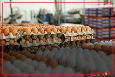 کشور با عبور از واردات مرغ و تخم‌مرغ به صادرات دست یافته است