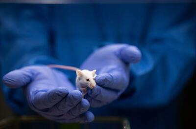 امیدی تازه برای مقابله با پیری؛ محققان با یک دارو عمر موش‌ها را تا ٢۵ درصد افزایش دادند