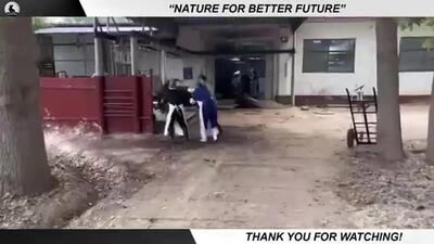 (ویدئو)  عملیات پرورش و فرآوری گوشت هزاران الاغ در چین