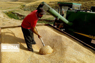 افزون بر ۱۲۴ هزار تن محصول گندم‌کاران خراسان شمالی خریداری شد 