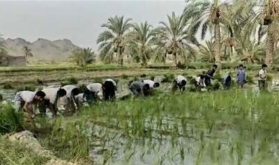 افزایش سطح زیر کشت برنج در شهرستان سرباز