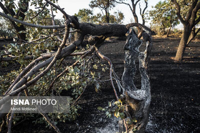‌آتش‌سوزی، زنگ‌ خطری جدی برای باغستان سنتی قزوین