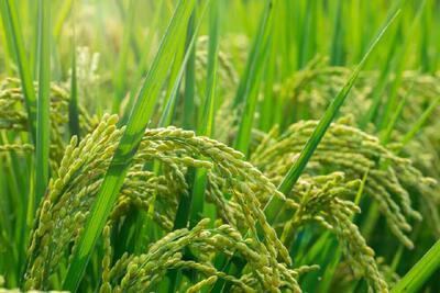 اختصاص ارز ترجیحی واردات برنج،به افزایش تولید موجب خودکفایی می‌شود