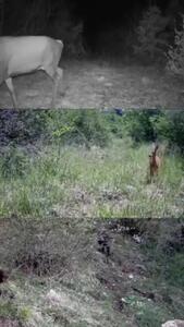 گونه‌ های حیات وحش در منطقه شکار ممنوع هزار جریب بهشهر از دوربین تله‌ای محیط‌ بان حمیدرضا یاسمی