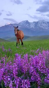 زاگرس زیبا با نمایی حضور اسب ها در اشترانکوه