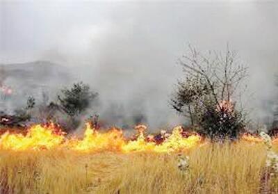 وقوع ۲۰۰ فقره آتش سوزی در جنگل‌های لرستان در فصل گرما