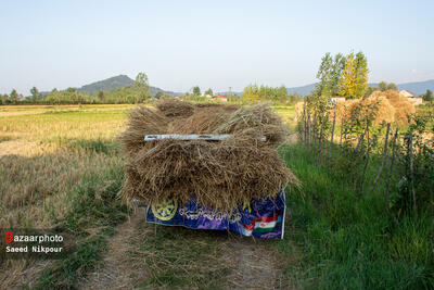 برنج‌کاری در مازندران؛ همان آش و همان کاسه| مصائب کشاورزان تمامی ندارد