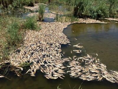علت تلف‌شدن هزاران ماهی‌‌ در تالاب هورالعظیم