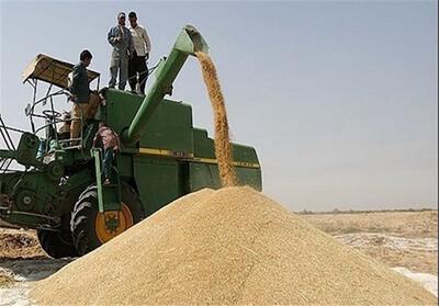 رشد 63 درصدی خرید گندم در خراسان شمالی - تسنیم