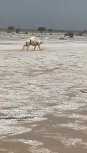 جاری شدن رودخانه یخی در صحرای عربستان + فیلم