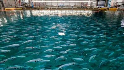 توزیع ۱۵۰ هزار قطعه بچه ماهی رایگان در سراوان
