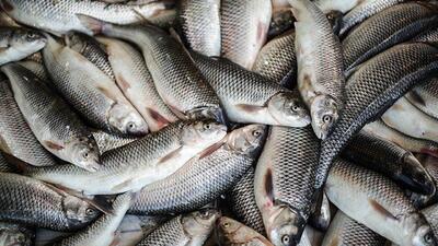 ۳.۲ میلیون قطعه ماهی زنده از استان بوشهر صادر می‌شود