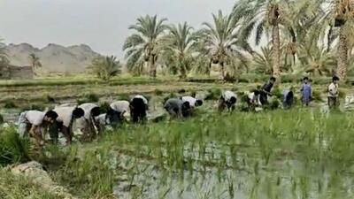 برنج در سطح ۶۴۰ هکتار از مزارع سرباز کشت شد