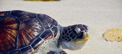 لاک‌پشت‌های ایرانی در خطر انقراض؛ سوپ لاک‌پشت چینی تهدیدی برای حیات وحش