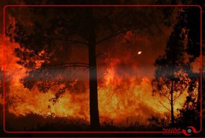 آتش سوزی در جنگل آیدوس استانبول ترکیه رخ داد