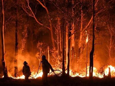 اعلام عزای عمومی برای جنگل‌های ایران؛ ۱۴۰ هزار هکتار جنگل طی ۱۰ سال در آتش سوخت + ویدیو | اقتصاد24