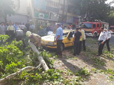 ورود مدیریت بحران به موضوع رفع خطر از درختان پایتخت