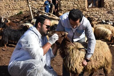 احشام عشایر مشگین شهر واکسینه می‌شوند