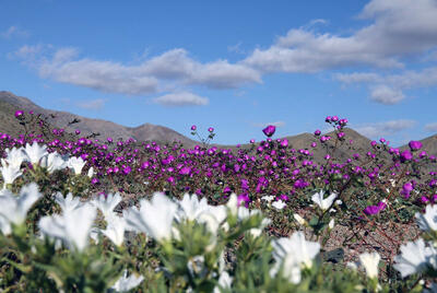 در اتفاقی نادر؛ صحرای آتاکاما شیلی مملو از گل شد