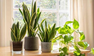 12 گیاه تصفیه کننده هوا برای خانه