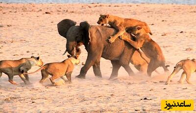 مستند حیات وحش ؛ نبرد حیوانات / شیر در مقابل فیل -