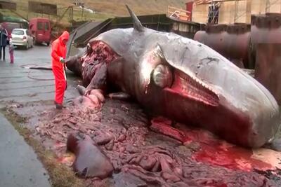 صحنه دهشتناک؛ نهنگ غولو آوردن ساحل از ترس سکته کرد منفجر شد رودش ریخت بیرون