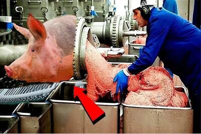 فرآوری خوک؛ خوک های خوش رنگو زنده میندازن تو چرخ گوشت سوسیس شده تحویل میگیرن