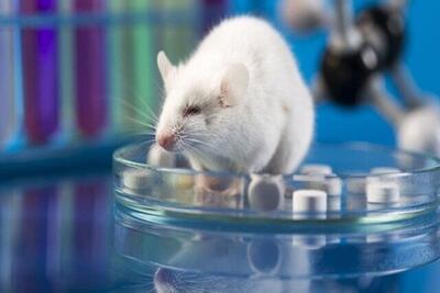 محققان با یک دارو عمر موش‌ها را تا ۲۵ درصد افزایش دادند