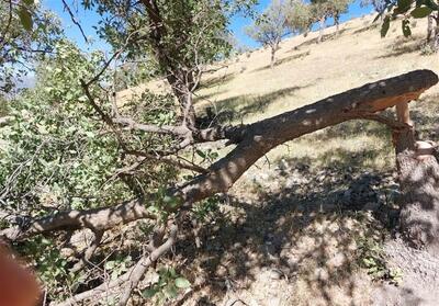 درختان 1200 ساله‌ای که در زاگرس خاکستر شد- فیلم دفاتر استانی تسنیم | Tasnim