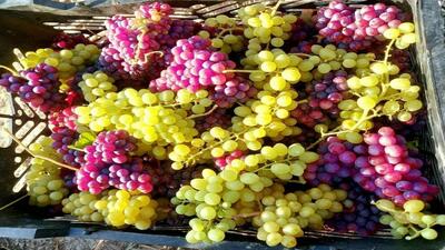 حدود ۴۰ هزار تن انگور یاقوتی در سیستان و بلوچستان برداشت شد