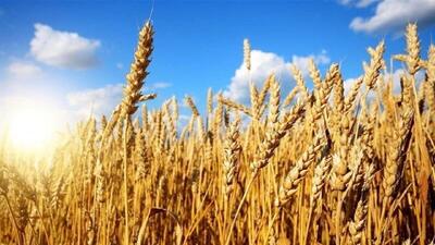 خرید ۴ هزار تن گندم مازاد بر نیاز کشاورزان در مراغه