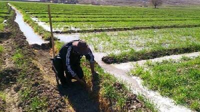 کشاورزان استان قزوین رعایت الگوی کشت را جدی بگیرند