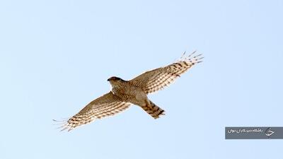 ۳ قطعه پرنده شکاری از متخلفان در حاشیه پارک ملی دریاچه ارومیه کشف شد